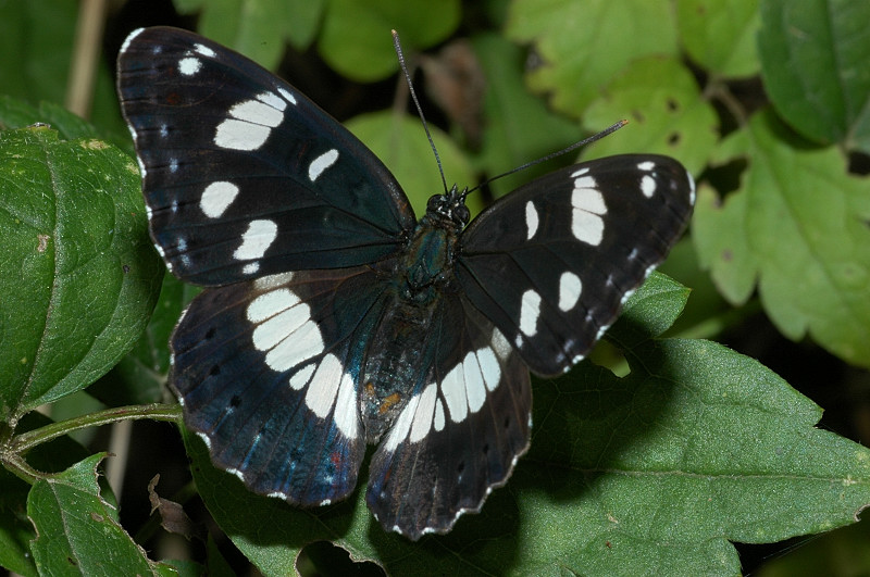 Limenitis reducta